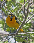 Bullocks Oriole 4518